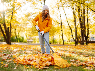 Young woman collects fallen leaves with a rake